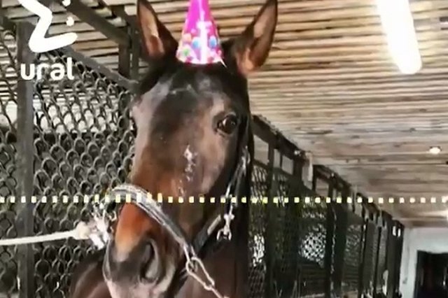 За пропавшую лошадь из Екатеринбурга объявили награду в 100 тысяч рублей