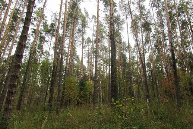 В Екатеринбурге пенсионер умер от клещевого энцефалита