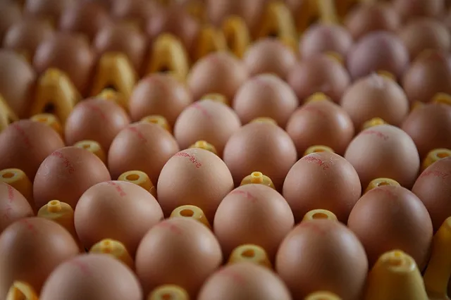 Среднеуральская птицефабрика, которую хотели закрыть, набирает новых сотрудников