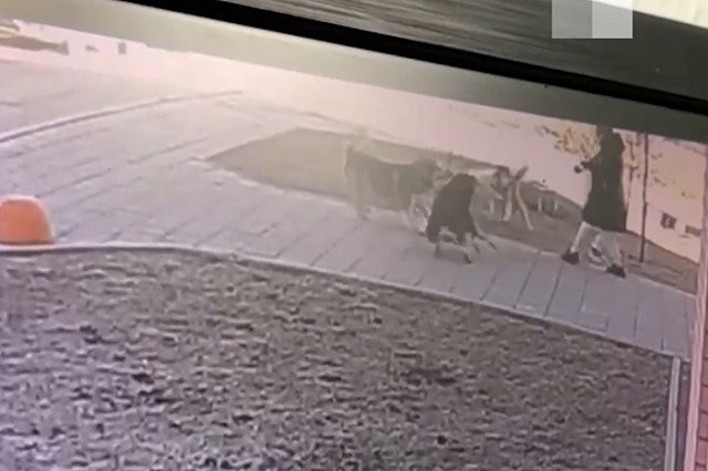 В Екатеринбурге стая маламутов едва не загрызла собаку и её хозяйку