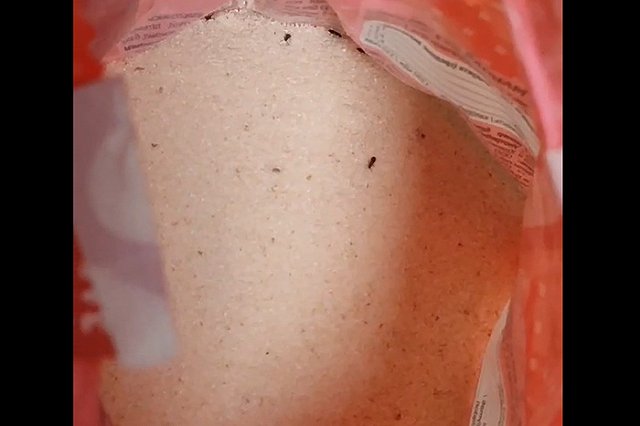 Уралочка купила в магазине манную кашу с насекомыми