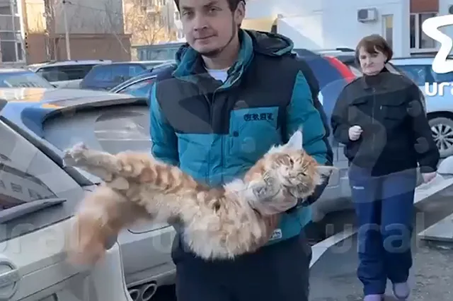 В Екатеринбурге погиб мейн-кун, застрявший в створе окна