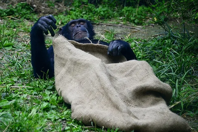 Антропологи объяснили отличия тела человека от обезьяньего