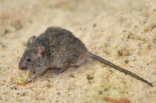 Жительница Гринвича купила в Zara пиджак, в котором была зашита дохлая мышь