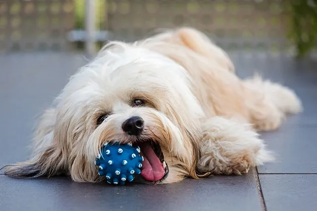 Фитнес, психолог, танцы: несобачья жизнь домашних питомцев