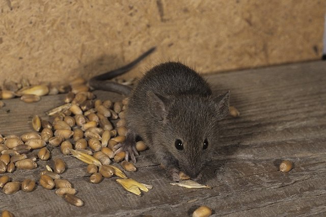 Россиянам хотят запретить питаться хлебом для скота