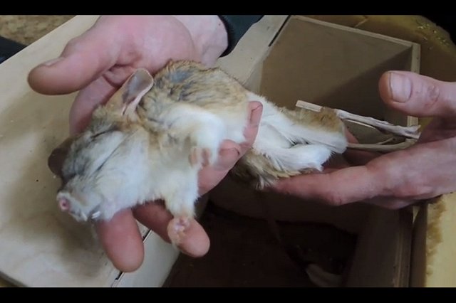 Милота дня. В московском зоопарке начали будить от спячки тушканчиков