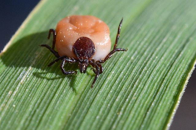 Два случая клещевого энцефалита подтверждены в Свердловской области