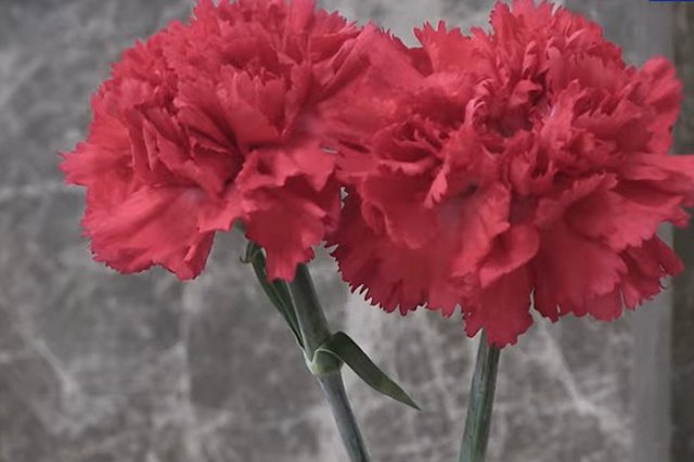 В Подмосковье девочка-подросток до смерти забила младшего брата