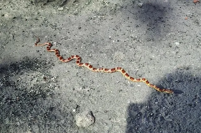 В центре Екатеринбурга на проспекте Ленина заметили яркую змею