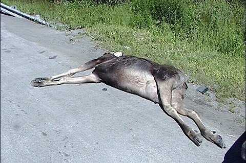 KIA Rio насмерть сбила лосиху на Ново-Московском тракте