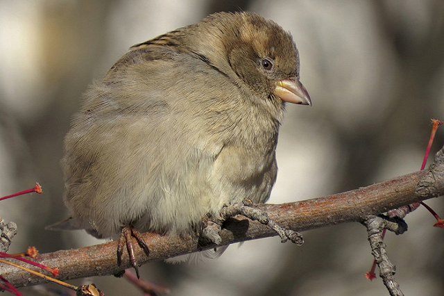 В домах замерзающих челябинцев во время визита чиновников неожиданно потеплело