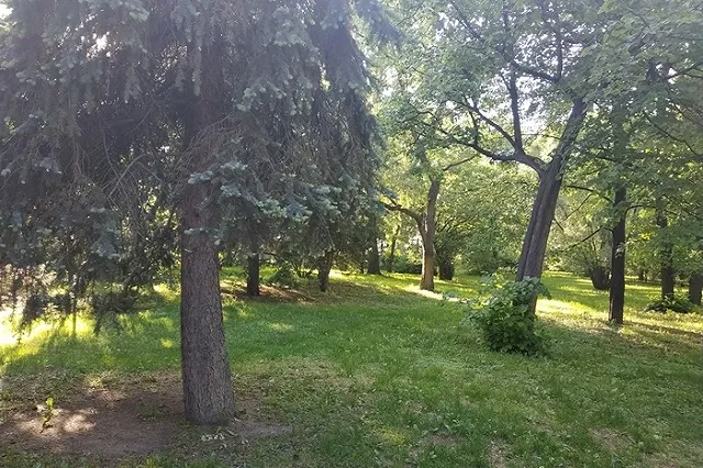 Ученый из Екатеринбурга научился выращивать ель-кипарис и обещает засадить Урал