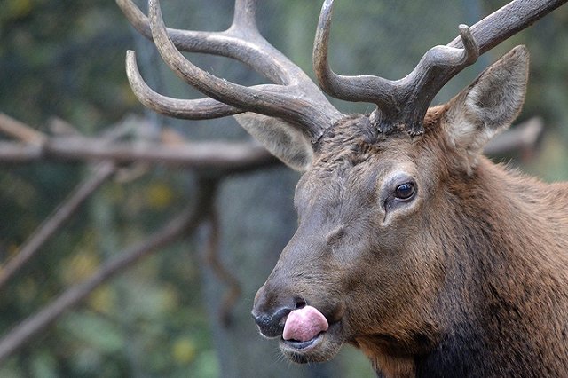 Из Уральской резиденции Деда Мороза вновь пропал олень