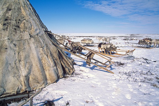 Эпидемиолог: Угрозы распространения сибирской язвы на другие регионы России нет