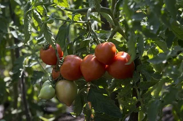 С вечера пятницы парковку на площади 1905 года закроют на ярмарку