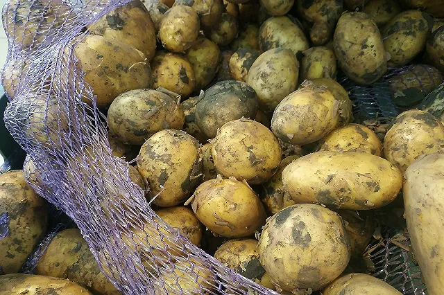 Эксперт объяснил, в чем грязный российский картофель превосходит чистый «импорт»