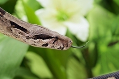 Двухметровый удав заполз в дом культуры под Тулой