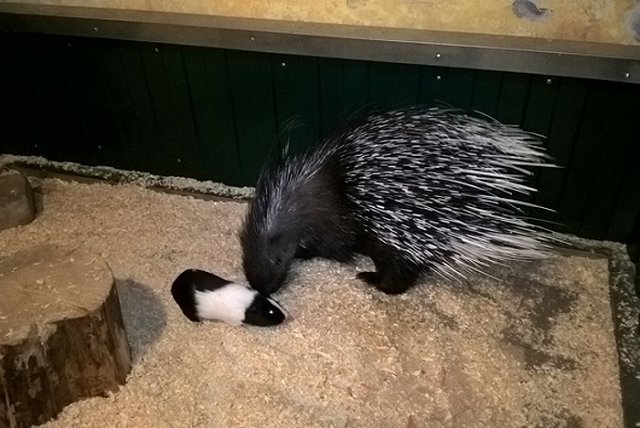 Дикобраз Матильда из парка бабочек влюбилась в морского свина-ухаря