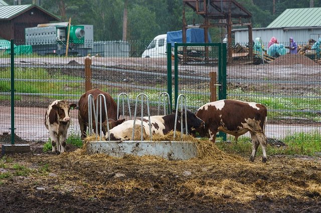 Топ вакансий c обязательным знанием английского: уборщик в отеле и коровник