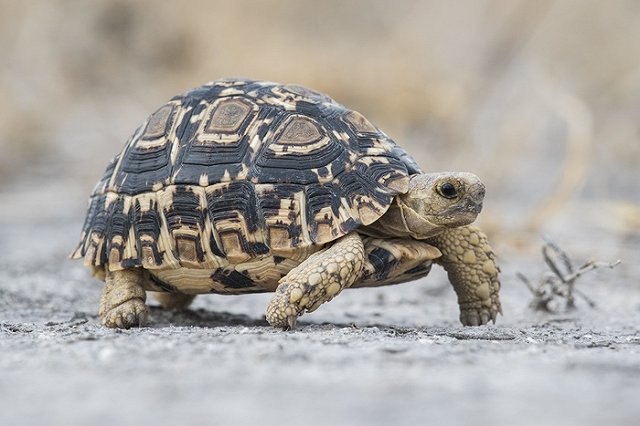 В США усыпили съевшую щенка на глазах у школьников черепаху