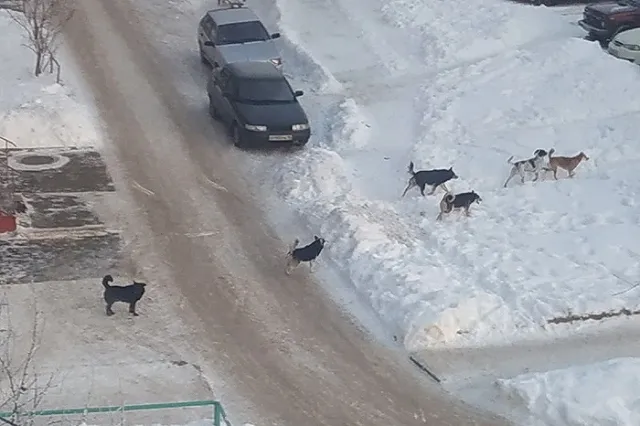 Стаи бездомных собак официально признаны общественно опасным явлением в Свердловской области