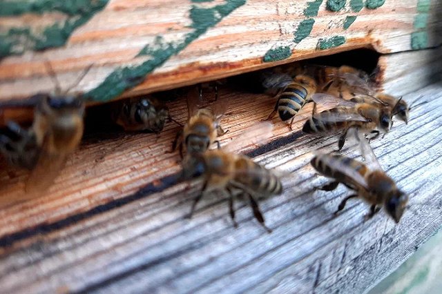 На Урал на грузовых автомобилях прибыла партия насекомых