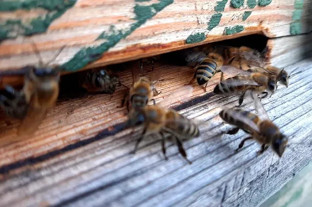 На Урал на грузовых автомобилях прибыла партия насекомых