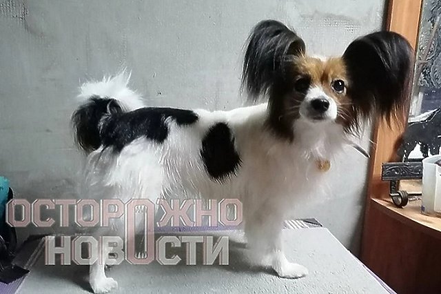 Пропавшую в поезде Новороссийск — Екатеринбург собаку нашли