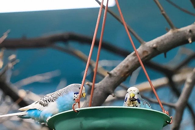 «Потому что мы стая». Любители сухого корма залетели в Екатеринбургский зоопарк