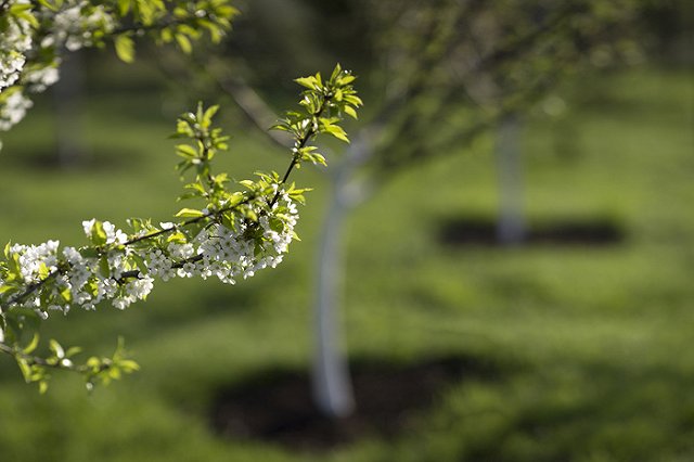 На площади Обороны посадят новые деревья за 1,5 миллиона рублей