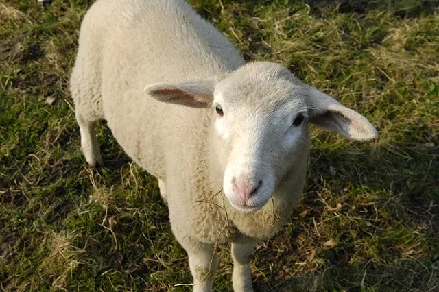 Суд над убийцами водителя-грузоперевозчика начался в Екатеринбурге