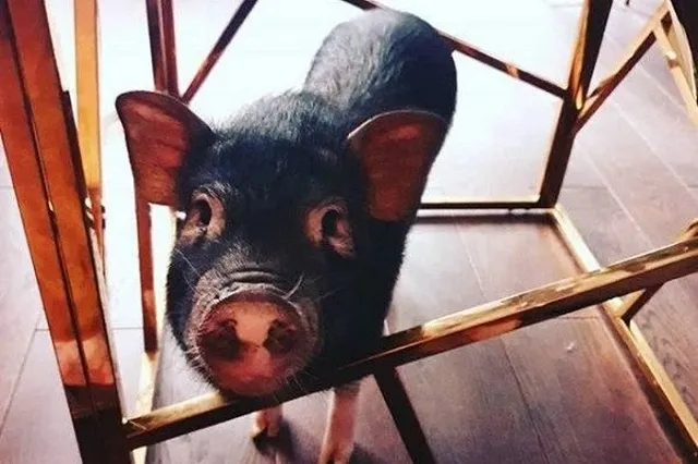 В Москве мини-пиг объелся экстази. Полицейские не стали наказывать его хозяйку