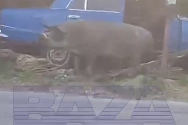 Ехавшая в салоне свинья устроила ДТП