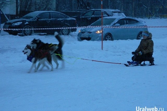 В МЧС может быть создана служба ездовых собак