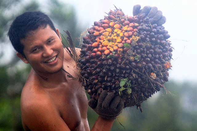Объем ввоза пальмового масла в Россию в I квартале 2016 года увеличился на 39,6%