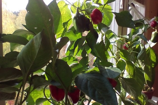 Россия выходит на рекордные объемы производства тепличных овощей