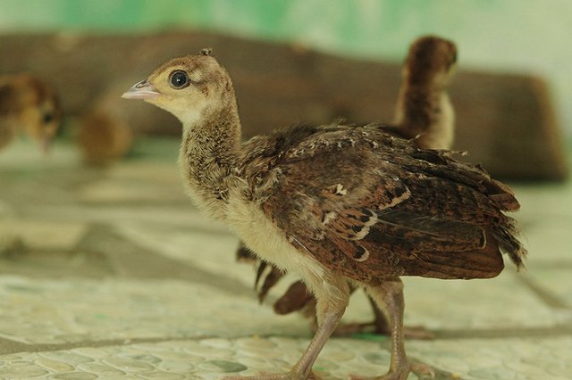 В Екатеринбургском зоопарке родились павлинята