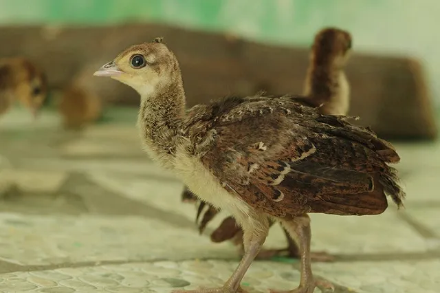 В Екатеринбургском зоопарке родились павлинята