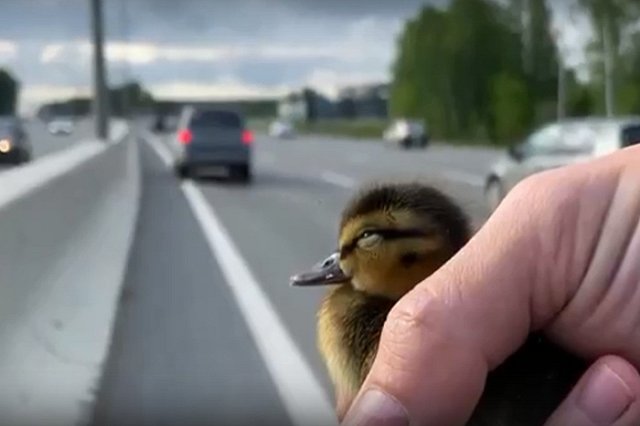 В Екатеринбурге мужчина спас утят, которые пытались перебежать оживленную трассу