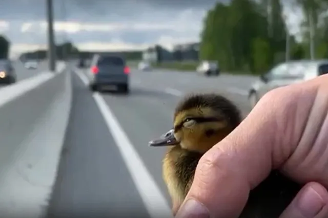 В Екатеринбурге мужчина спас утят, которые пытались перебежать оживленную трассу