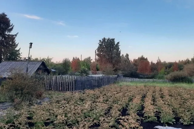 Завод, из-за которого в свердловском городе массово погибли растения, отделался предупреждением