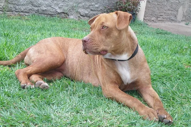 Свердловчанин натравил питбуля на собаку знакомого из-за обычной шутки