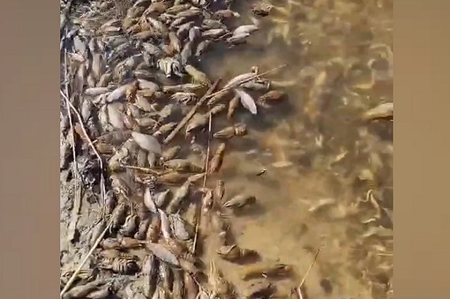 На берегу Белоярского водохранилища заметили огромное количество трупов рыбы и раков