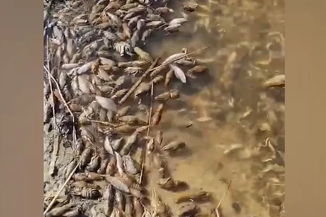 На берегу Белоярского водохранилища заметили огромное количество трупов рыбы и раков