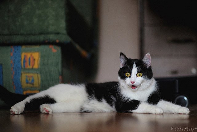 Владельцы домашних животных в панике — ценник на корма стремительно растет