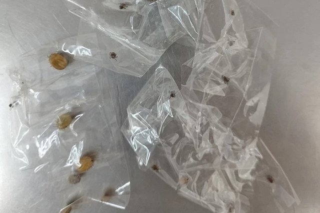 Под Екатеринбургом с одной собаки сняли сразу 23 клеща