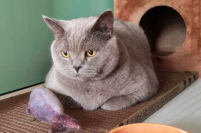 «Ищем мужчин». Британца-«женоненавистника» пытаются пристроить в Перми