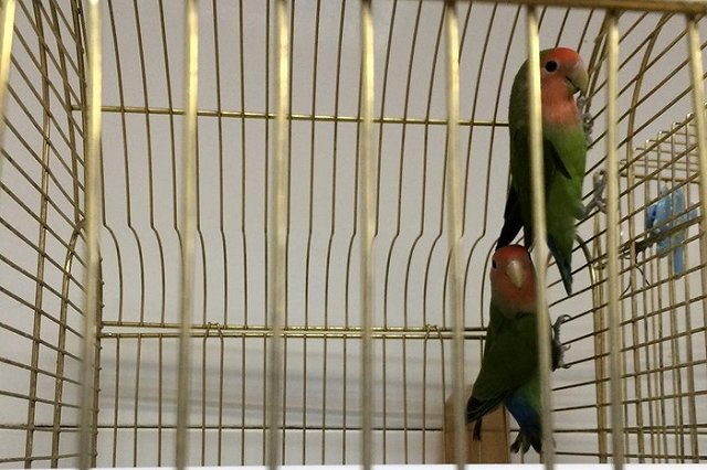 В Нижнем Тагиле из зоомагазина украли попугаев-неразлучников