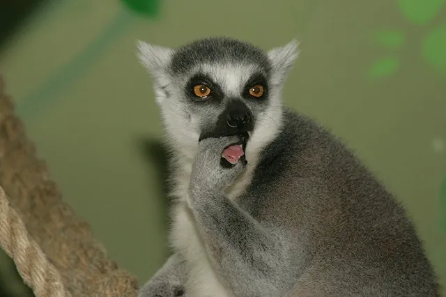 В Екатеринбургском зоопарке отпразднуют день рождения лемуров